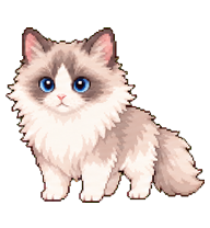 Kiki the Ragdoll Cat preview