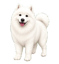 Samoyed preview